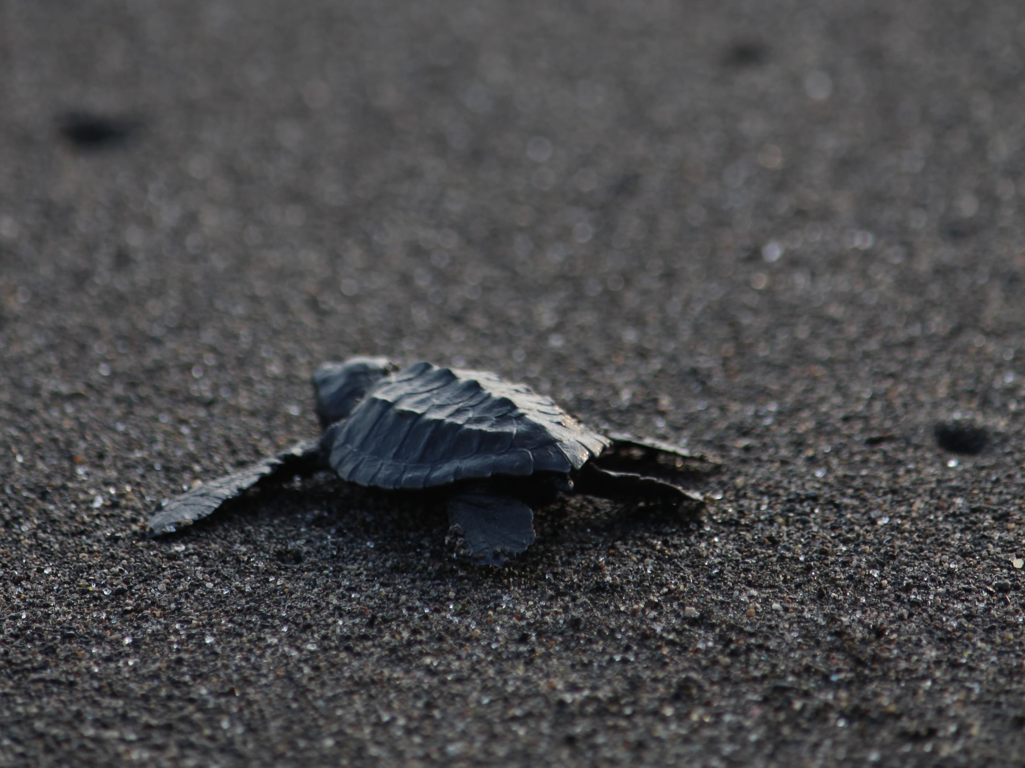 Dokumentasi HUT 25 - 10